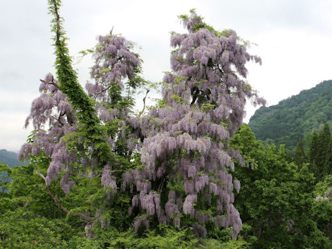 Wisteria floribunda