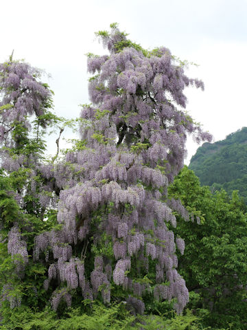 Wisteria floribunda