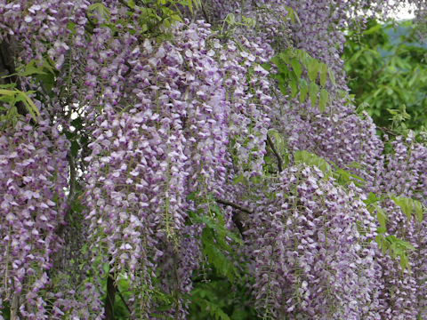 Wisteria floribunda