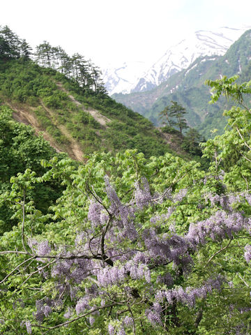 Wisteria floribunda