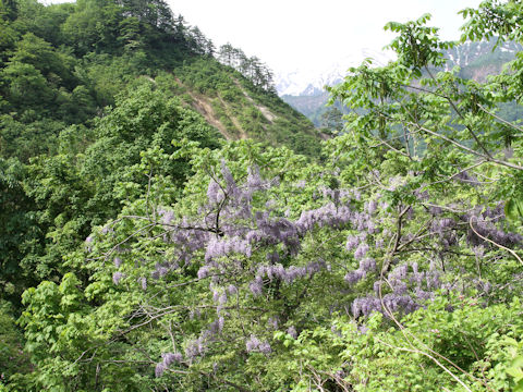 Wisteria floribunda