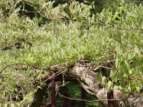 Wisteria floribunda