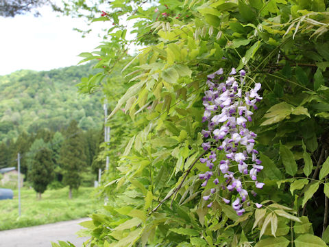 Wisteria floribunda