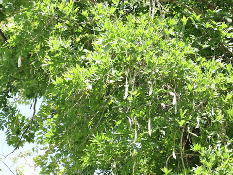 Wisteria floribunda