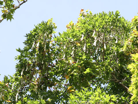 Wisteria floribunda