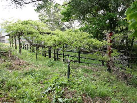 Wisteria floribunda