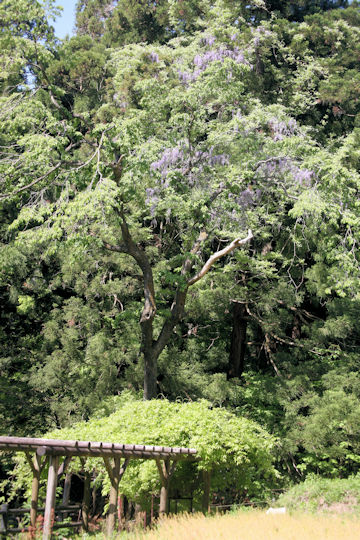 Wisteria floribunda