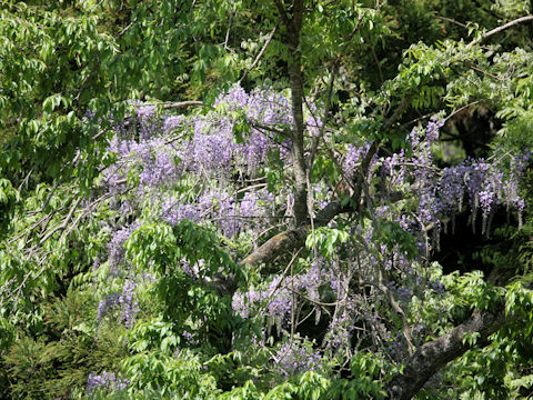 Wisteria floribunda