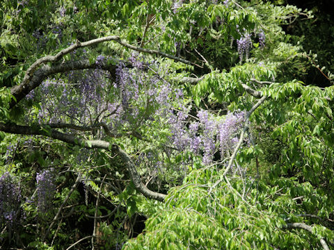 Wisteria floribunda