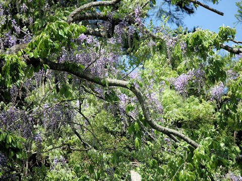 Wisteria floribunda