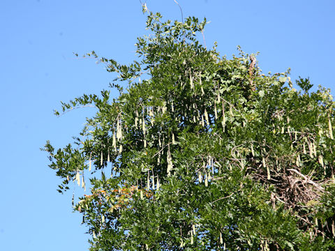 Wisteria floribunda