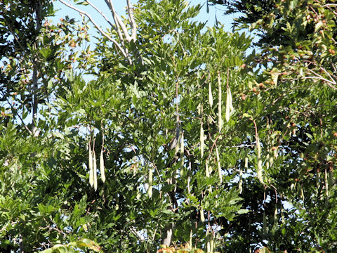 Wisteria floribunda