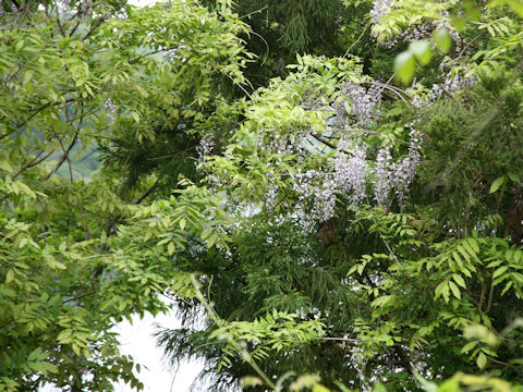 Wisteria floribunda