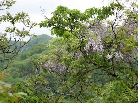 Wisteria floribunda