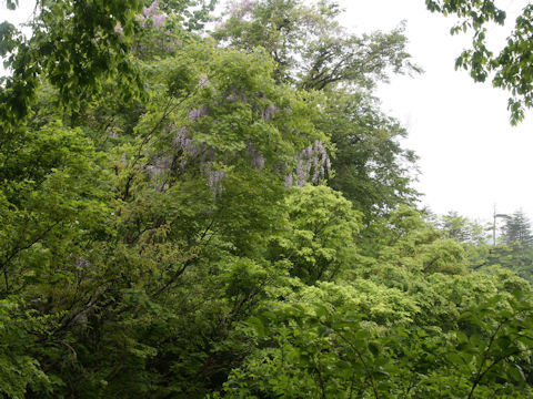 Wisteria floribunda