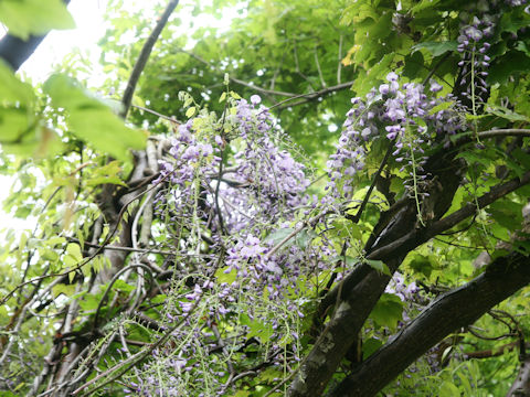 Wisteria floribunda