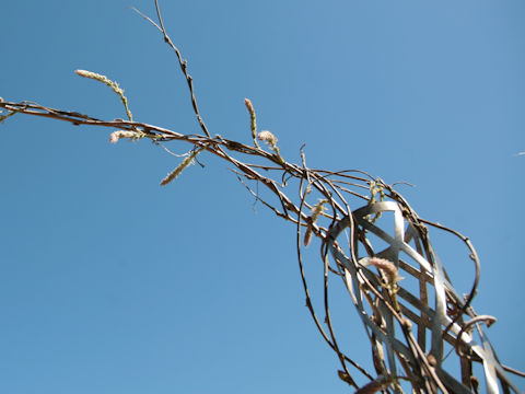 Wisteria floribunda