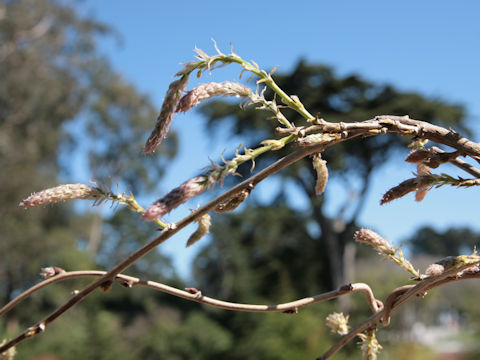 Wisteria floribunda