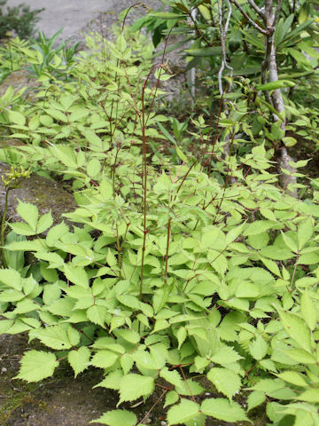 Astilbe thunbergii var. fujisanensis