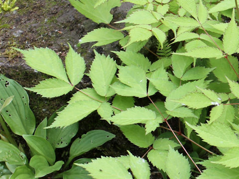 Astilbe thunbergii var. fujisanensis