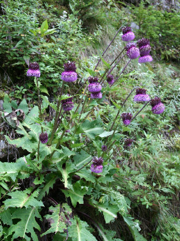 Cirsium purpuratum