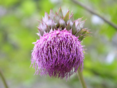 Cirsium purpuratum