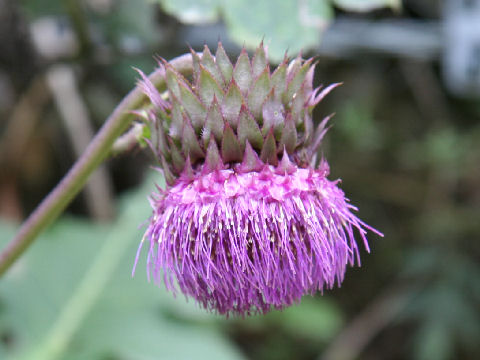 Cirsium purpuratum