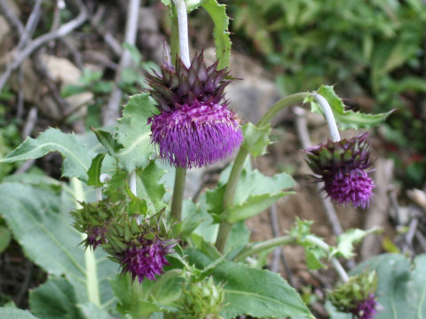 Cirsium purpuratum