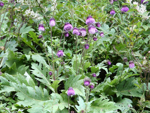 Cirsium purpuratum