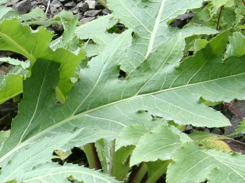 Cirsium purpuratum