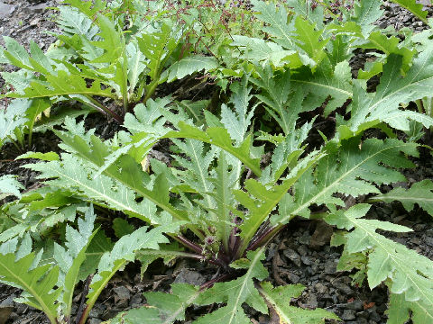 Cirsium purpuratum