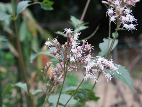 Eupatorium japonicum