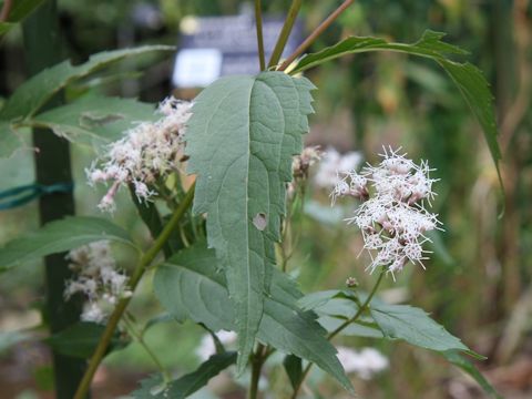 Eupatorium japonicum