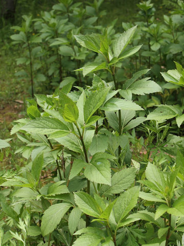 Eupatorium japonicum