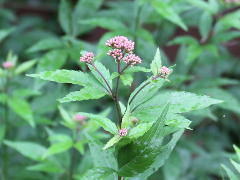 Eupatorium japonicum