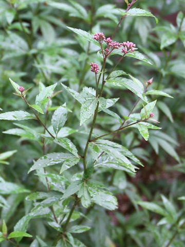 Eupatorium japonicum