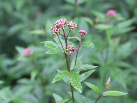 Eupatorium japonicum