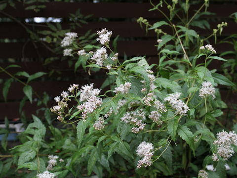 Eupatorium japonicum