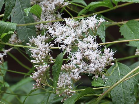 Eupatorium japonicum