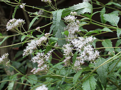 Eupatorium japonicum