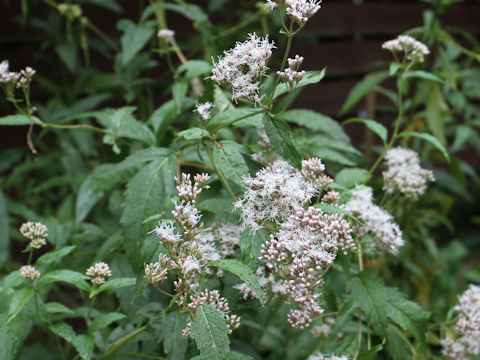 Eupatorium japonicum