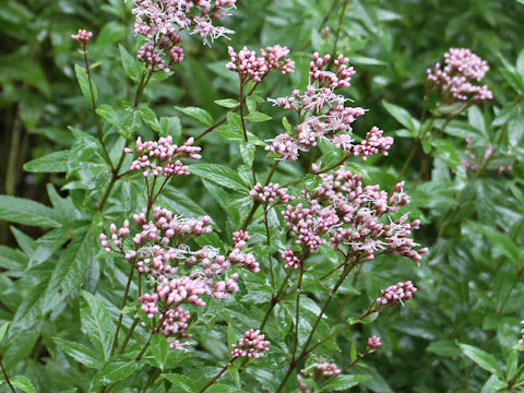 Eupatorium japonicum