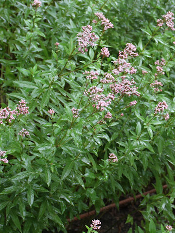 Eupatorium japonicum