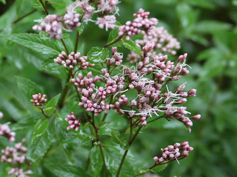 Eupatorium japonicum