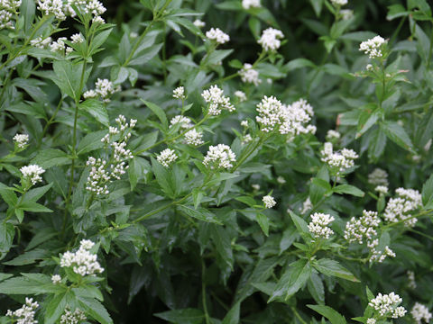 Eupatorium japonicum