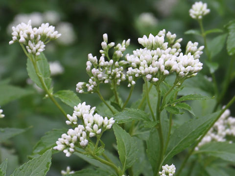 Eupatorium japonicum