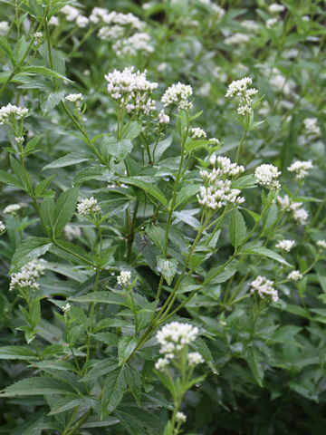 Eupatorium japonicum