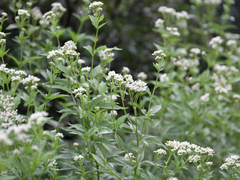 Eupatorium japonicum