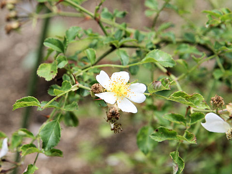 Rosa fujisanensis