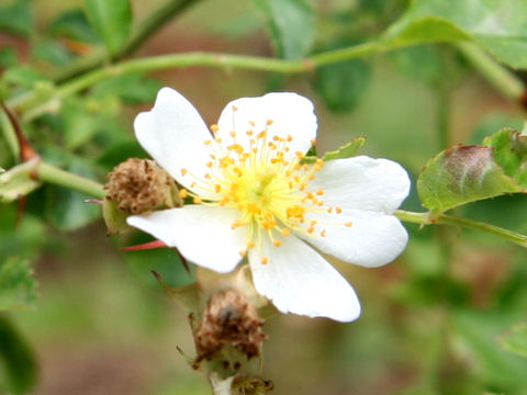 Rosa fujisanensis